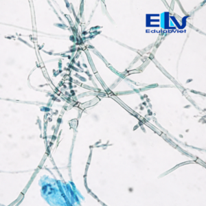 Tp038459 Edulabviet (1)