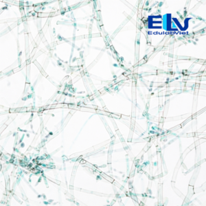 Tiêu bản nấm Cladosporium – Lam kính quan sát nấm sợi