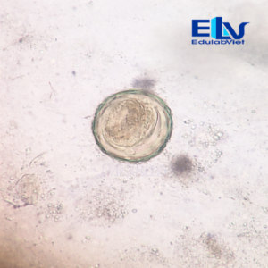 Tiêu bản trứng giun sán tổng hợp – Lam kính ký sinh trùng học