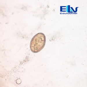 Tp038461 Edulabviet (3)