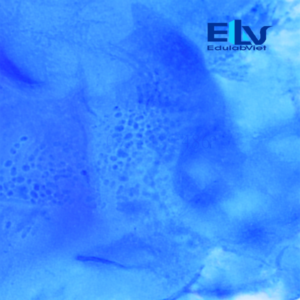 Tp039133 Edulabviet (1)