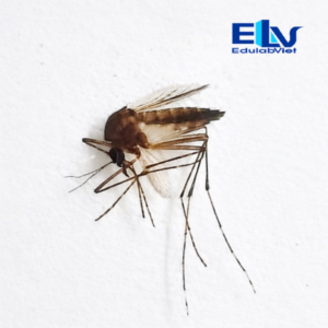 Tiêu bản muỗi Aedes aegypti – Lam kính côn trùng truyền bệnh