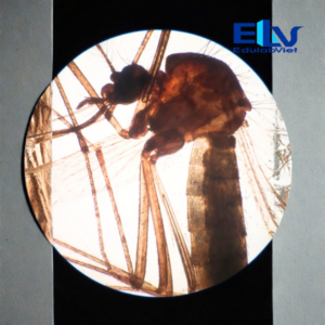 Tiêu bản muỗi Aedes aegypti – Lam kính côn trùng truyền bệnh