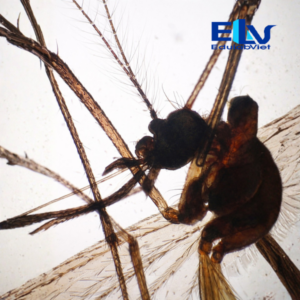 Tp039362 Edulabviet (4)