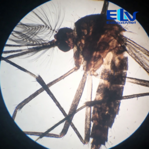 Tp039363 Edulabviet (1)