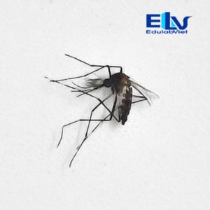 Tiêu bản muỗi Aedes albopictus – Lam kính muỗi vằn