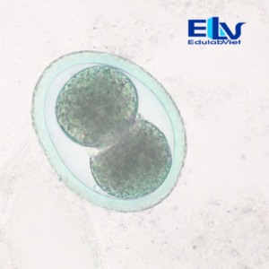 Tiêu bản trứng giun đũa Ascaris trên chó – Lam kính ký sinh trùng thú y