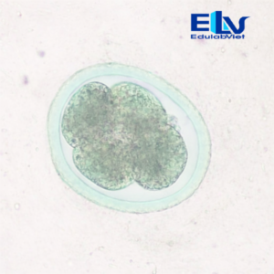 Tp039374 Edulabviet (3)