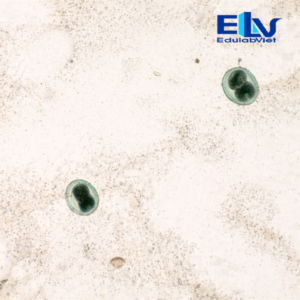 Tiêu bản trứng giun đũa Ascaris trên chó – Lam kính ký sinh trùng thú y