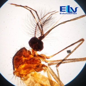 Tiêu Bản Muỗi Aedes Đực – Mẫu Tiêu Bản Hiển Vi Phục Vụ Giảng Dạy Sinh Học