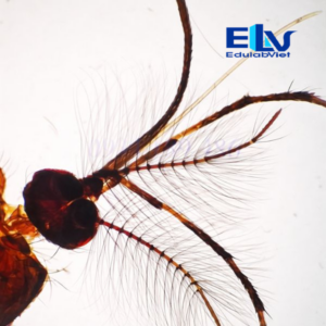Tiêu Bản Muỗi Aedes Đực – Mẫu Tiêu Bản Hiển Vi Phục Vụ Giảng Dạy Sinh Học