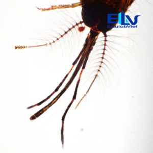 Tiêu Bản Muỗi Aedes Đực – Mẫu Tiêu Bản Hiển Vi Phục Vụ Giảng Dạy Sinh Học
